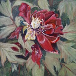 Fading glory (Tree Peony)