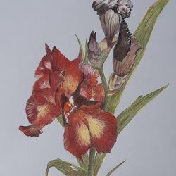 Iris Provencal