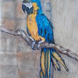 Macaw