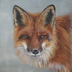 Mr Fox