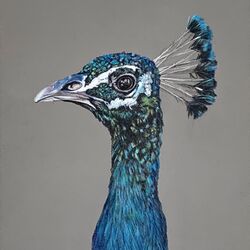 Peacock