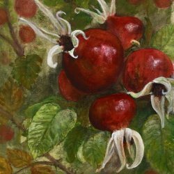 Rosehips