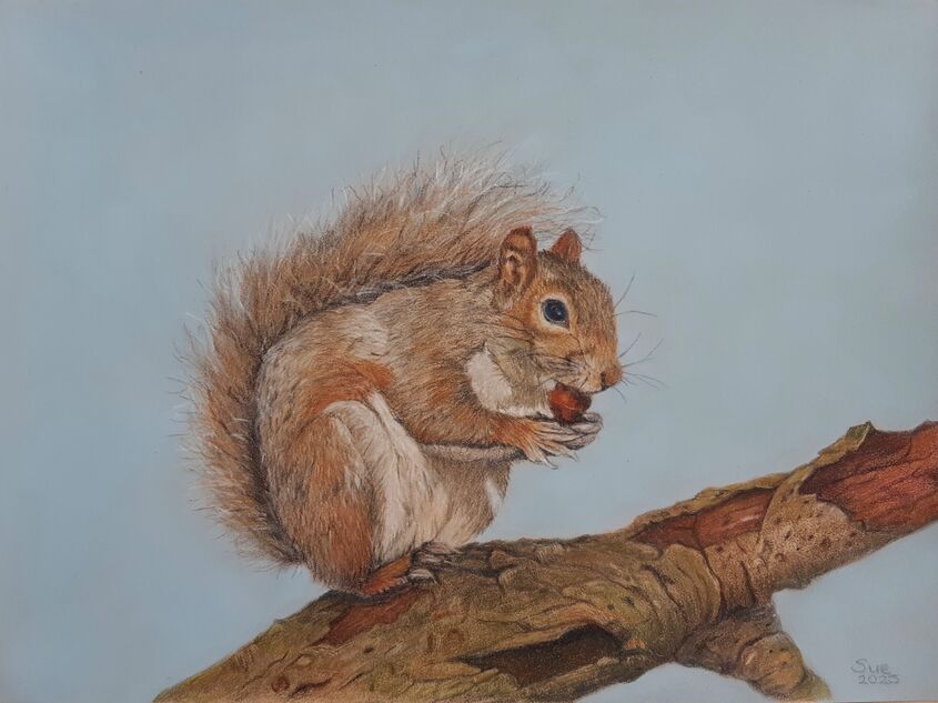 Squirrel
