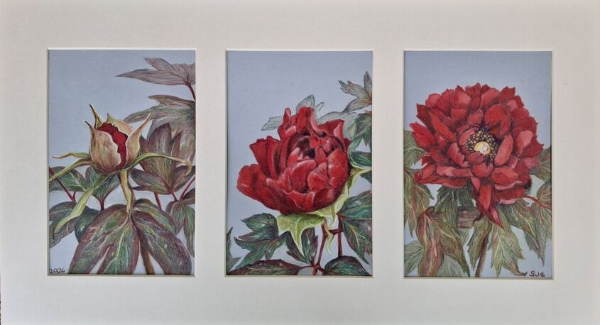 Tree Peony Triptych