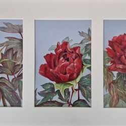 Tree Peony Triptych