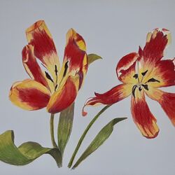 Two tulips