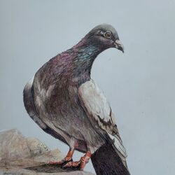 Wood Pigeon