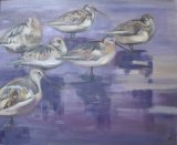 Black-Tailed Godwits