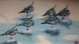 Lapwings 4