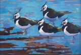 Lapwings 5