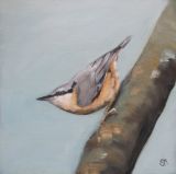 Nuthatch