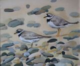 Ringed Plovers