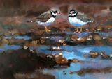 Ringed Plovers 3