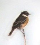 Stonechat