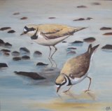 Ringed Plovers 2