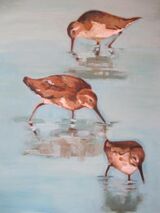 Dunlin
