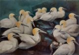 Gannet Colony, Bass Rock