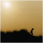 Sand Dune