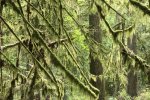 Cathedral Grove, Vancouver Island