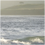 Lone Tree, Carmel