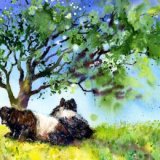 Beltie Art Print "Our Favourite Tree" Belties resting under their favourite tree, watercolour painting.