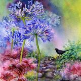 watercolour painting of a blackbird beside Agapanthus flowers, in Broughton House garden Kirkcudbright