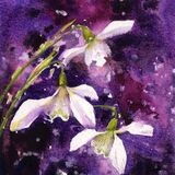Watercolour painting of 3 snow drops on a dark dramatic background of purples and pink tones