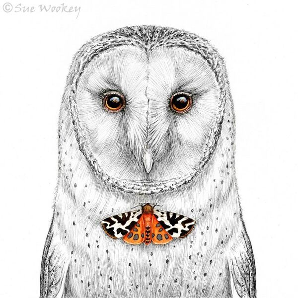 Barn Owl