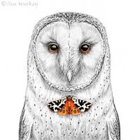 Barn Owl
