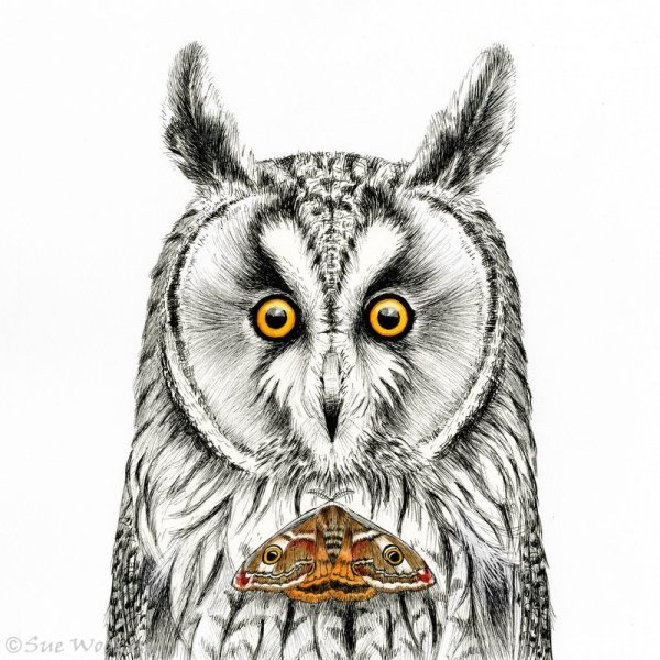 Long-eared Owl