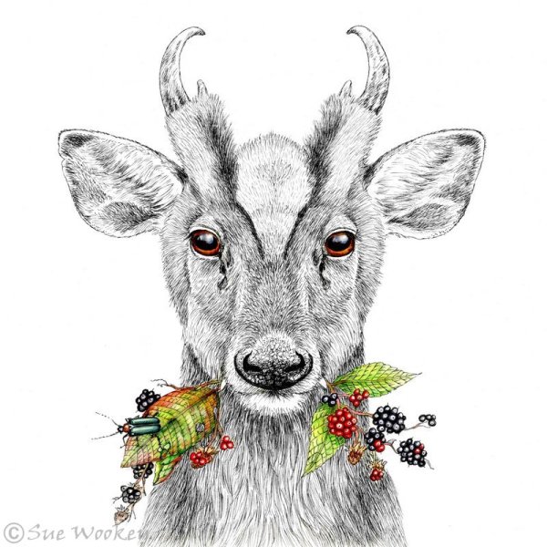 Muntjac