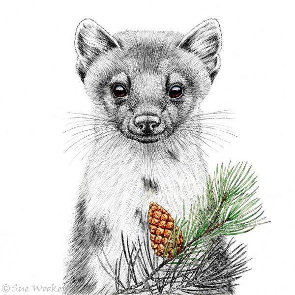 Pine Marten