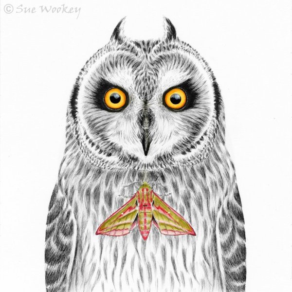 Short-eared Owl