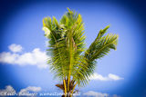 #18 Barbados Palm