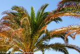 #20 Beach Palm