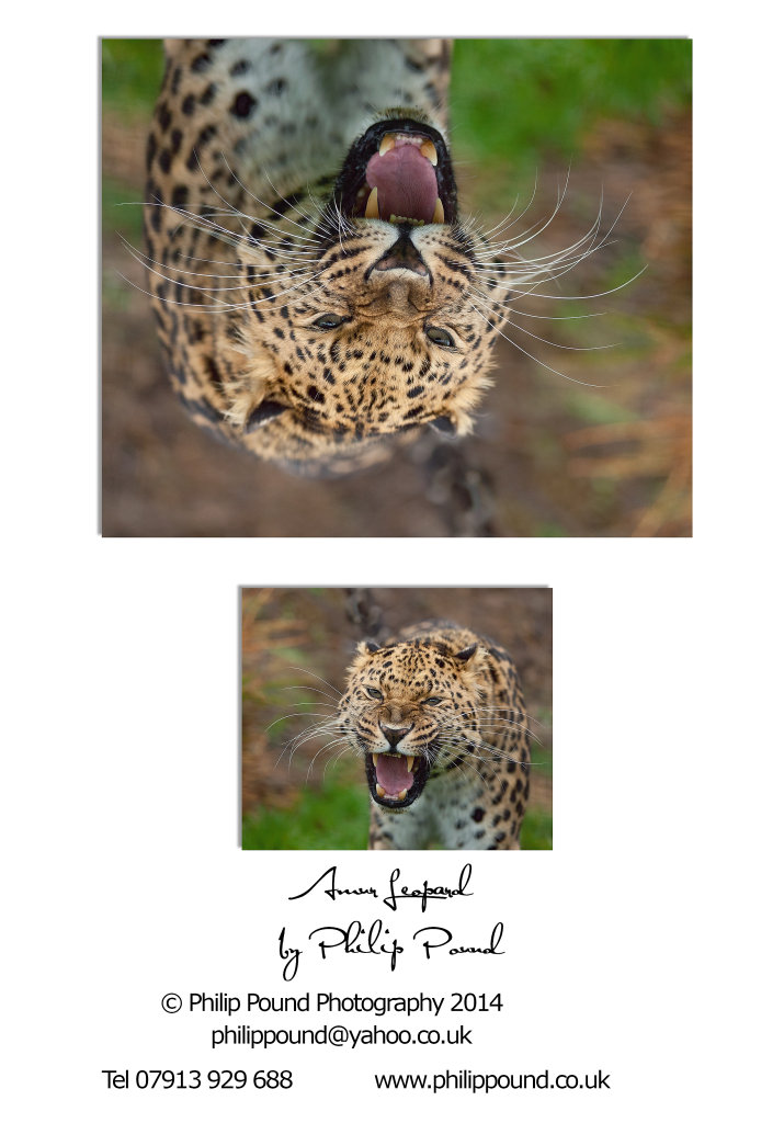 Rare Amur Leopard