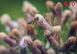 Bee near thistles 13