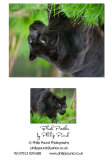Black Panther A5 Greetings Card
