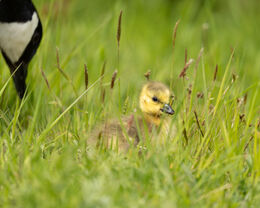Canada Goose Gosling