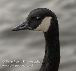 Canada Goose Portrait