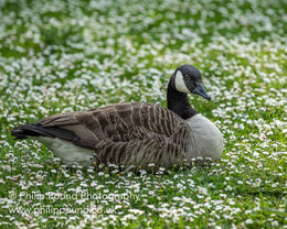 Canada Goose on field of daisies