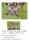 Eagle Owl Close Up