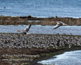 Grey Lag Geese in flight