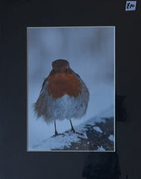 Grumpy Robin 5