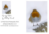 Grumpy Robin