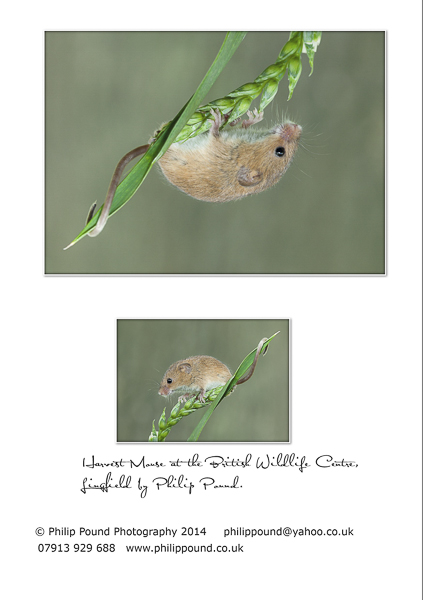 Harvest Mouse Greetings Card