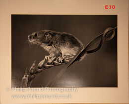 Black and white Harvest Mouse