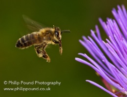 Wildlife and Nature Photos