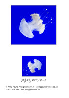Jellyfish Greetings Card