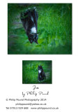 Jess, the black and white cat